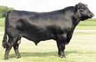 Aberdeen Angus Beef Bull