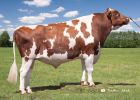Ayrshire Dairy Bull