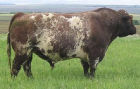 Beef Shorthorn Bull