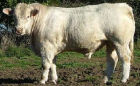 Charolais Beef Bull