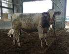 Shorthorn Dairy Bull