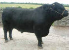 Welsh Black Beef Bull