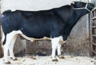 Friesian Dairy Bull