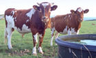Guernsey Dairy Bull