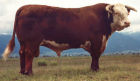 Hereford Beef Bull