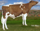 Holstein Dairy Bull