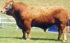 Devon Shorthorn Beef Bull